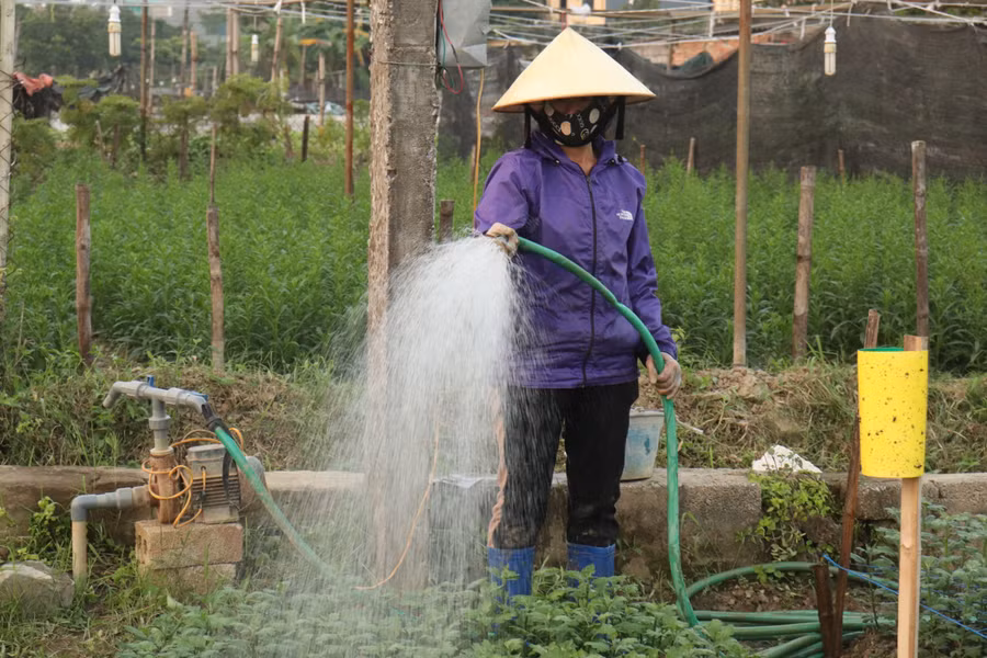 Chăm sóc hoa cho vụ Tết.