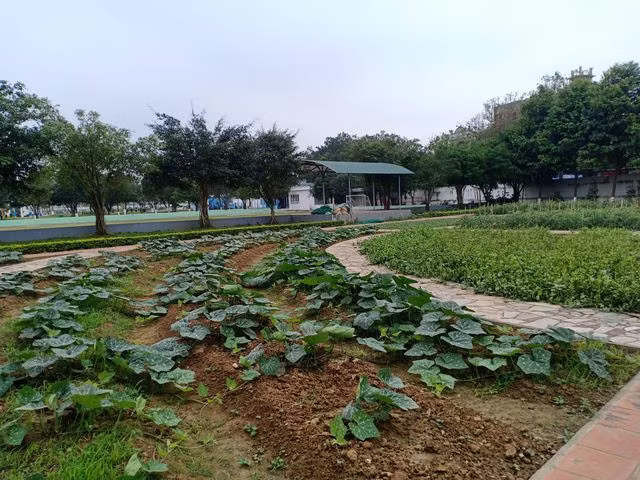 Bất cập trong quản lý nguồn thực phẩm đưa vào trường học - 2