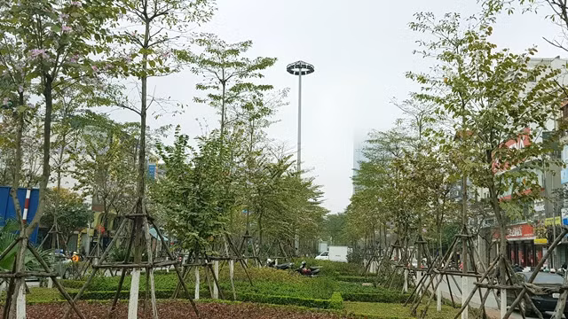 Hà Nội đã hoàn thành chương trình trồng 1 triệu cây xanh trong năm 2018