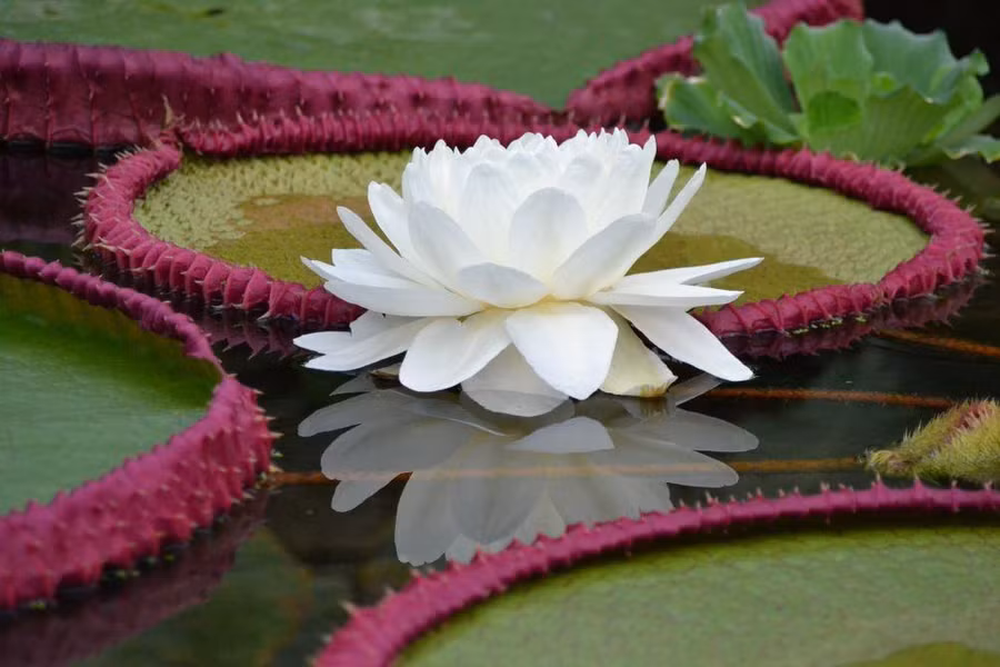 Bông hoa súng của loài Victoria boliviana (Ảnh: Lucy Smith).