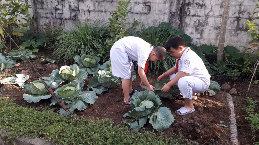 Học sinh tiểu học trong giờ học trải nghiệm tại vườn rau.