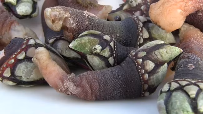trong góm ghiéc nhu "ngon tay quỷ", ai ngò bán 4 triẹu/kg hinh anh 4
