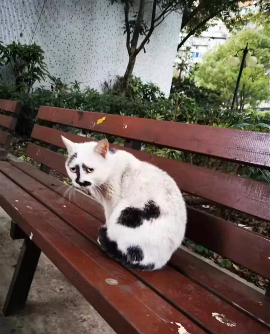 Đừng cười em mà, em đang đau khổ lắm!