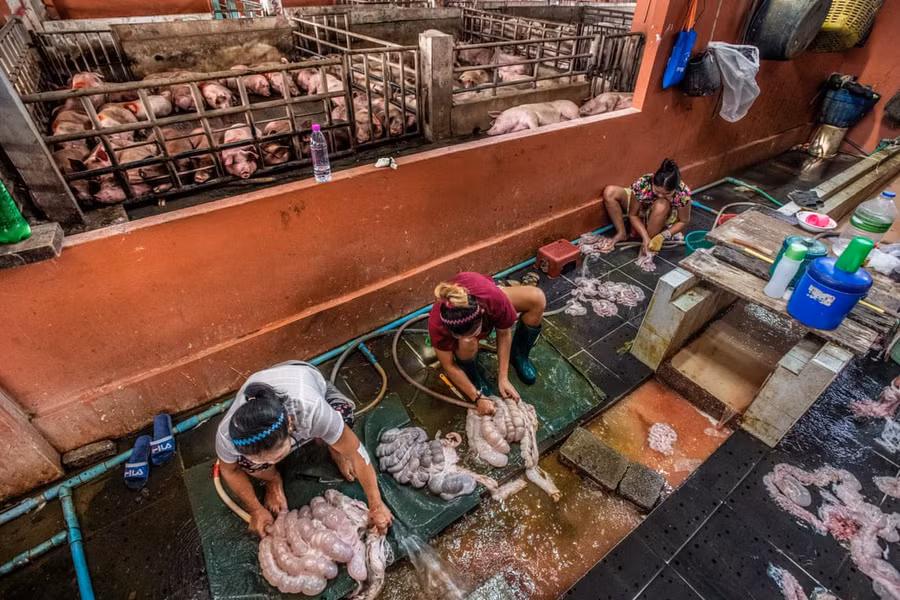Sự thật tàn khốc đằng sau những lò giết mổ lợn ở Thái Lan với nỗi đau thấu tim can không ai biết - Ảnh 6.