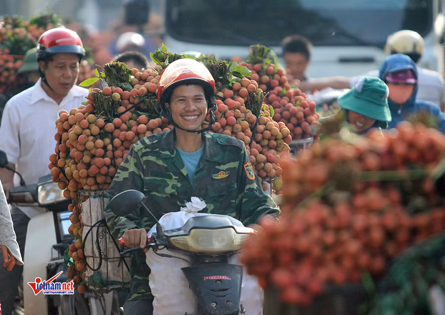 Xe tải tấp nập chở vải thiều đi 