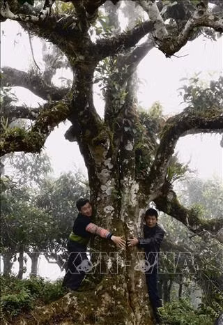 phat lo rung che co thu, co cay 2 nguoi om khong xue o yen bai hinh anh 1