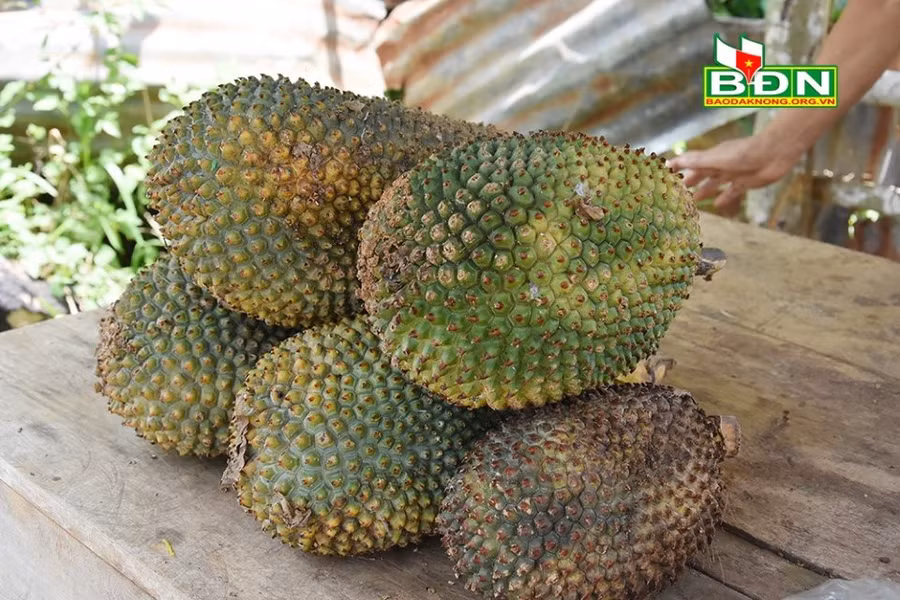 Quả dứa rừng.