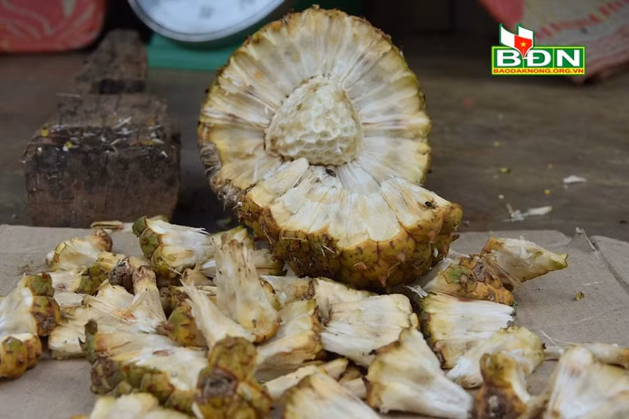 ky la: qua dua rung to nhu trai mit, khong bo beo ma chua duoc benh hinh anh 3