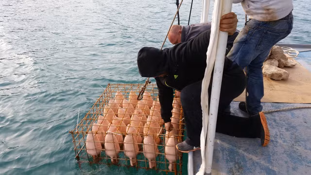 Rượu ủ dưới nước từ 1-2 năm tại độ sâu 20m dưới đáy biển trong môi trường nhiệt độ 15-17 độ C