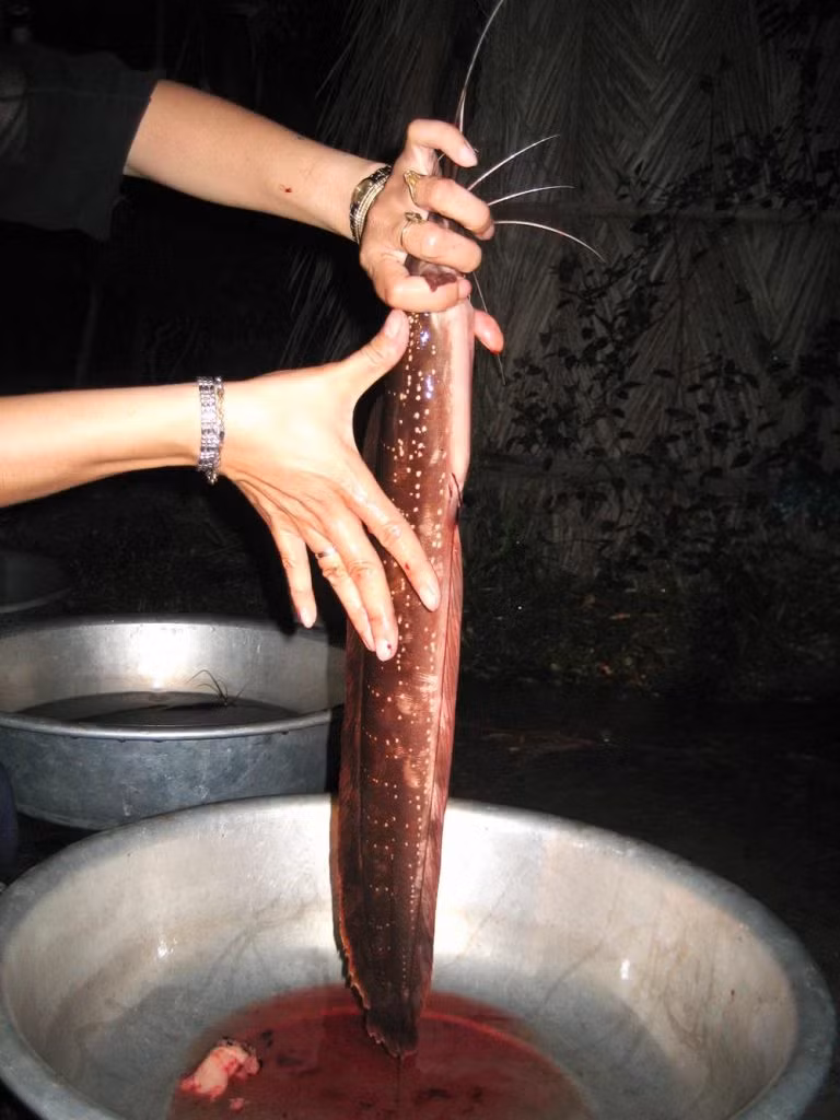 Không ngờ giữa bốn bề nước biển, Phú Quốc lại có loài cá trê độc, lạ hình ảnh 3 khong ngo giua bon be nuoc bien, phu quoc lai co loai ca tre doc, la hinh anh 3