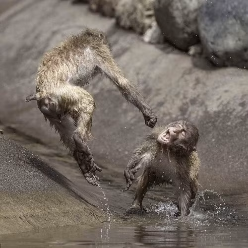 Kungfu của khỉ. Kungfu của khỉ.