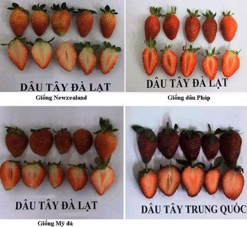 So sánh hình dạng khi bổ đôi quả dâu Đà Lạt (các giống NewZealand, Pháp, Mỹ đá) và Trung Quốc. Ảnh: Chi cục Bảo vệ thực vật Lâm Đồng. So sánh hình dạng khi bổ đôi quả dâu Đà Lạt (các giống NewZealand, Pháp, Mỹ đá) và Trung Quốc. Ảnh: Chi cục Bảo vệ thực vật Lâm Đồng.