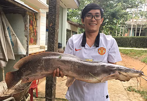 Con cá trê dài gần 1 m. Con cá trê dài gần 1 m. Ảnh: Nguyên Khang.