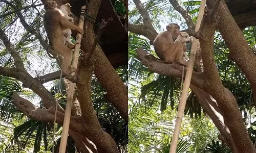 Khỉ bắt vợ. Khỉ bắt vợ.