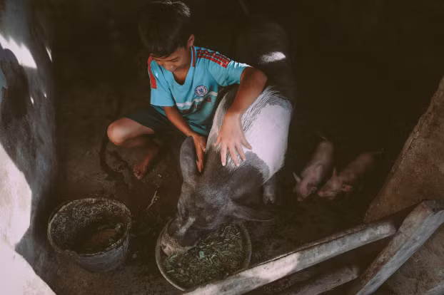  Đây là con heo nái mà bà ngoại cho em làm vốn liếng, đó cũng chính là gia tài bé nhỏ của em. 