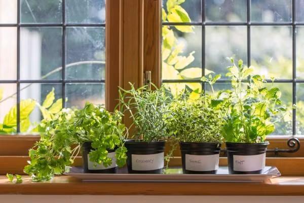 Cách trồng thảo mộc xanh tốt trên bệ cửa sổ giúp ngôi nhà ngập hương thơm 