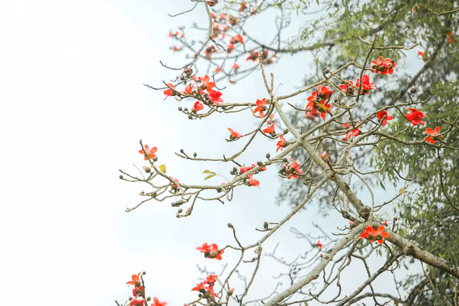 Từ trên cao, những bông hoa Gạo đỏ rực như ngọn đuốc.