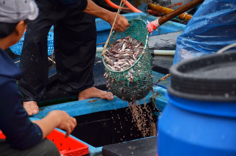 Chuyến ra khơi đầu năm âm lịch, nhiều tàu cá chỉ ra cách bờ khoảng 6 đến 10 hải lý thì đã trúng luồng cá cơm nên ngư dân tranh thủ cập cảng để bán cá. Hiện, giá cá cơm được các đầu nậu thu mua ở mức dao động từ 11 nghìn đồng đến 15 nghìn đồng. Cũng theo anh Thạch, tuy giá thấp hơn so với các đợt trước nhưng bù lại chuyến biển đầu năm trúng được luồng cá lớn nên anh em bạn thuyền ai cũng rất phấn khởi. Chuyến ra khơi đầu năm âm lịch, nhiều tàu cá chỉ ra cách bờ khoảng 6 đến 10 hải lý thì đã trúng luồng cá cơm nên ngư dân tranh thủ cập cảng để bán cá. Hiện, giá cá cơm được các đầu nậu thu mua ở mức dao động từ 11 nghìn đồng đến 15 nghìn đồng. Cũng theo anh Thạch, tuy giá thấp hơn so với các đợt trước nhưng bù lại chuyến biển đầu năm trúng được luồng cá lớn nên anh em bạn thuyền ai cũng rất phấn khởi.