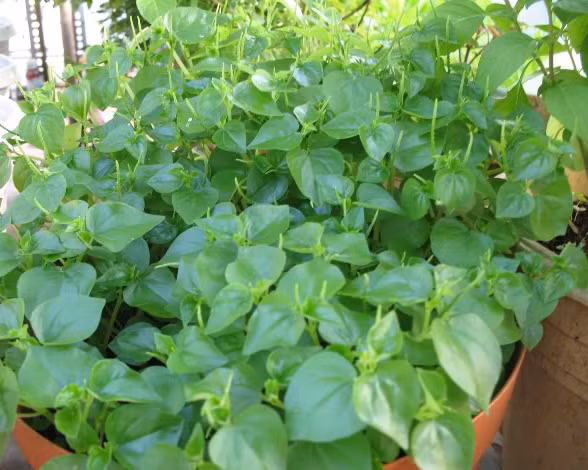 Loài rau ở Việt Nam cho gia súc ăn nhưng ở các nước châu Âu là 