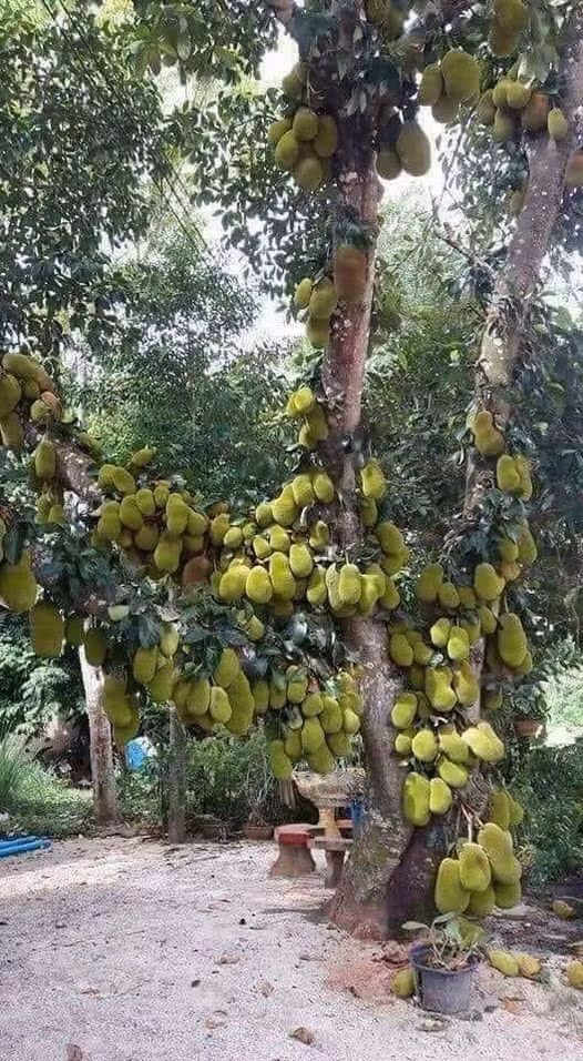 Tài sản không có gì ngoài cây mít.