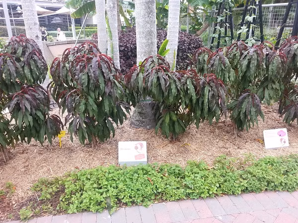 Có một công viên tràn ngập rau xanh và rau ở đây được phát hoàn toàn miễn phí - Ảnh 16.