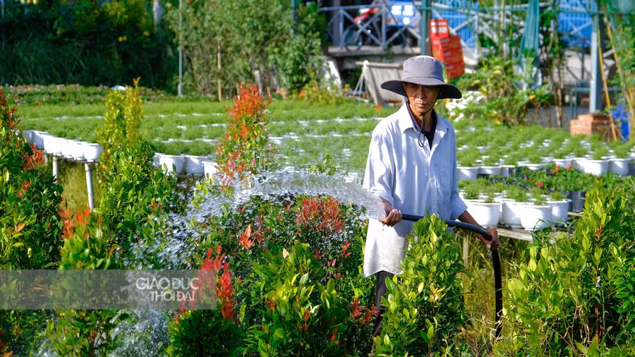 Mọi người dân nơi đây đang tất bật chăm sóc vườn hoa cho tuần lễ văn hoá du lịch.