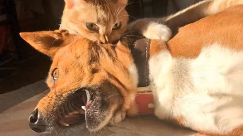 Nhỏ mà có võ.
