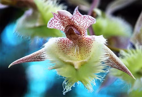 Những loài hoa độc – lạ nhất thế giới, “nhìn mãi mới biết là hoa” ảnh 10 Những loài hoa độc - lạ nhất thế giới mà nhìn mãi mới biết là hoa - Hình 10