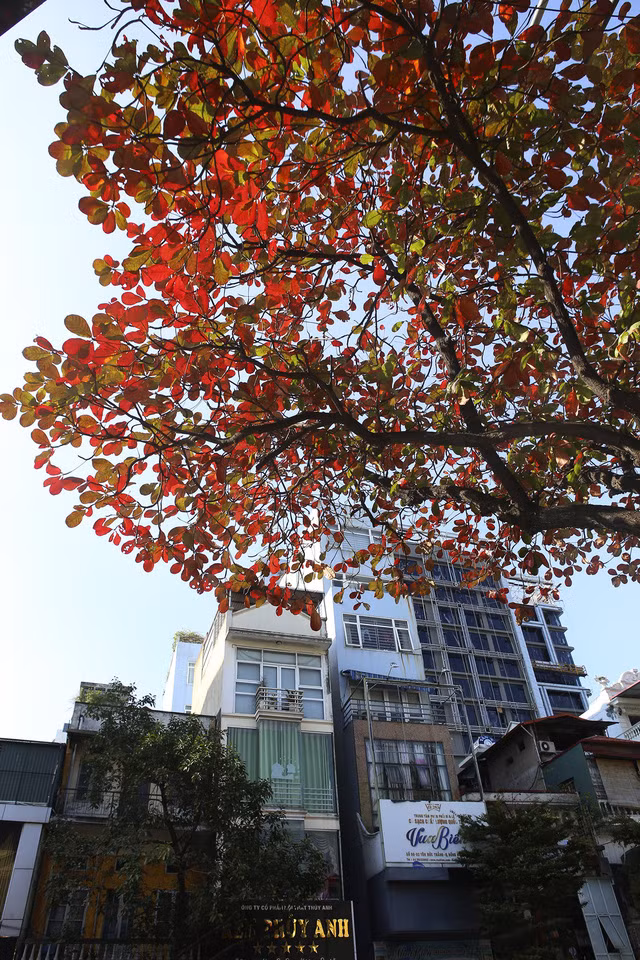 Hà Nội mùa cây bàng đỏ lá - Ảnh 3.