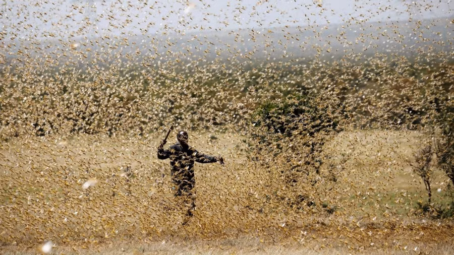 Đột phá bất ngờ, các nhà khoa học tìm ra điểm yếu bắt thóp hàng nghìn tỉ con châu chấu - Ảnh 1. Đột phá bất ngờ, các nhà khoa học tìm ra điểm yếu bắt thóp hàng nghìn tỉ con châu chấu - Ảnh 1.