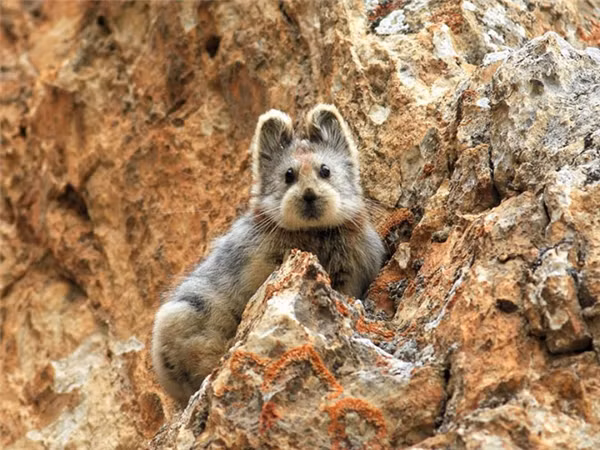 Lần đầu tiên thỏ IIi Pika xuất hiện sau 20 năm 