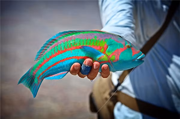 Người dân làng chài hẳn sẽ rất bất ngờ khi tình cờ bắt được con cá sặc sỡ này.