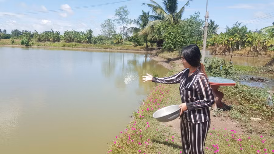 Chị Pa giúp cha cho tôm ăn. Ảnh: Trần Thanh Phong.