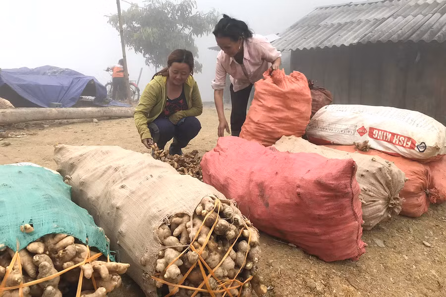 Nông dân huyện Kỳ Sơn mong có thương lái đến mua gừng.