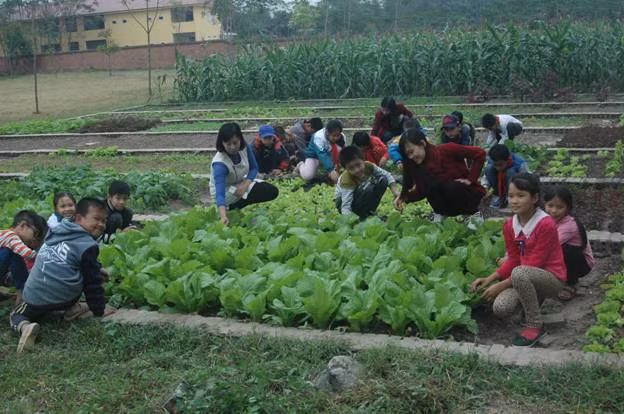 Mô hình “Trường HS thái gắn với vườn rau sạch...