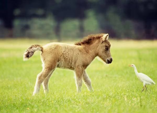 15 chú ngựa lùn tịt nhưng nhìn là muốn yêu luôn - Ảnh 14.