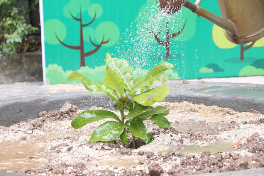 Cây bàng vuông đã được ươm mầm thành công và trồng tại Trường Tiểu học Vân Canh nhân dịp xuân Quý Mão 2023. Cây bàng vuông đã được ươm mầm thành công và trồng tại Trường Tiểu học Vân Canh nhân dịp xuân Quý Mão 2023.