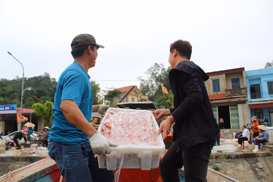 Theo các ngư dân, mùa cá lưỡng hồng thường bắt đầu từ sau Tết Nguyên đán đến tháng 4 Âm lịch, và bắt đầu lại từ tháng 9 đến cuối năm. Ảnh: LT.