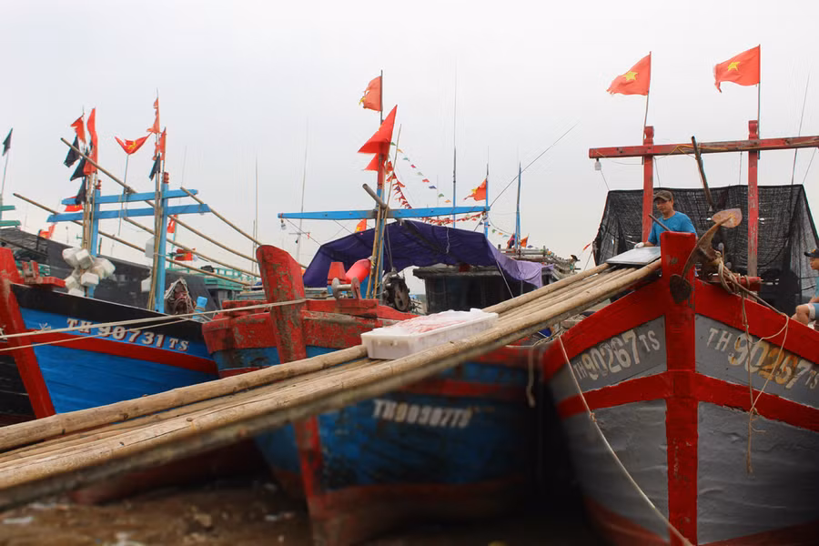 Thời gian này, ngư dân làng biển Hoằng Trường (Hoằng Hóa, Thanh Hóa) đánh bắt được 5 - 6 tấn cá lưỡng hồng sau mỗi chuyến ra khơi. Ảnh: LT.