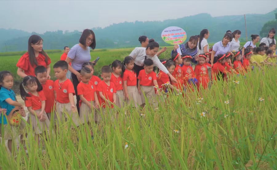 Tham gia Ngày hội, trẻ được giáo viên và phụ huynh hướng dẫn trải nghiệm thăm quan cánh đồng. Tham gia Ngày hội, trẻ được giáo viên và phụ huynh hướng dẫn trải nghiệm thăm quan cánh đồng.