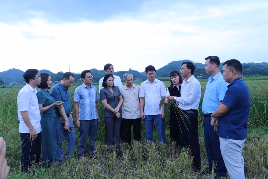 Trước đó, Đoàn công tác của Hội Nhà báo tỉnh đã đến thăm cánh đồng lúa nếp Vải tại xã Ôn Lương và HTX Nông sản Phú Lương ở xóm Khau Lai, xã Ôn Lương.