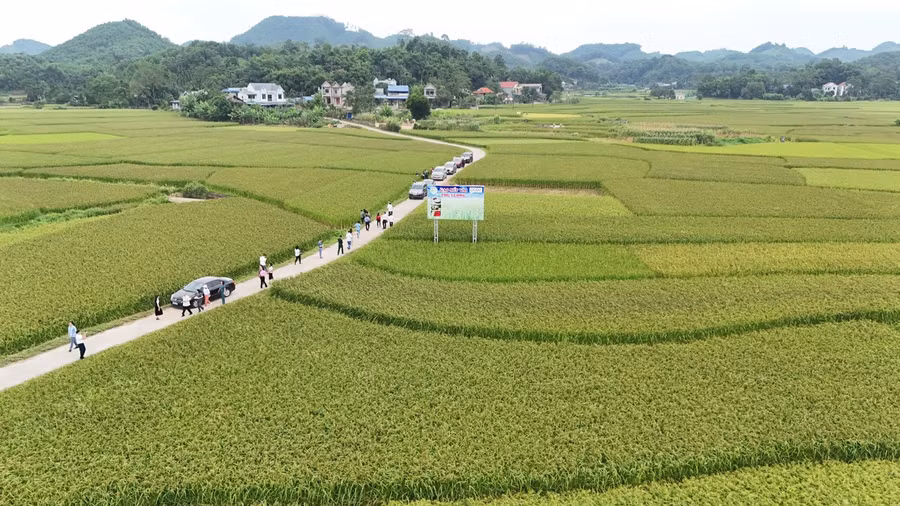 Đến thời điểm hiện tại, các chỉ tiêu chủ yếu của Nghị quyết Đại hội Đảng bộ huyện lần thứ XXIV, nhiệm kỳ 2020-2025, đã cơ bản được thực hiện đạt và vượt kế hoạch.