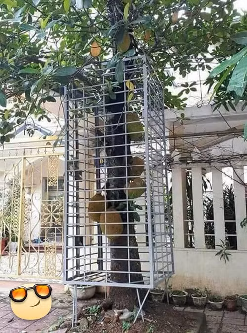 Cách phòng mít tặc.