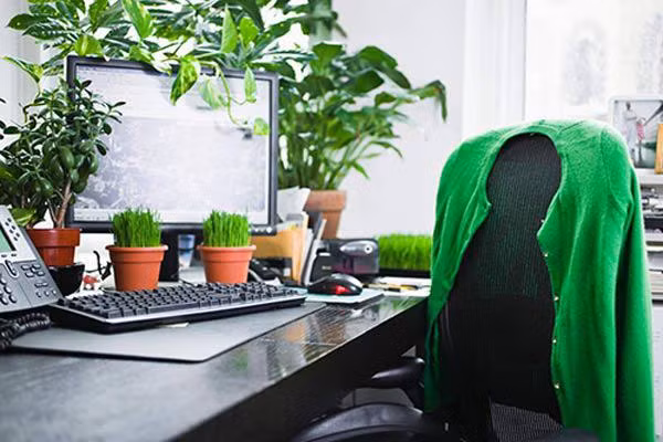 5 vị trí vàng đặt cây cảnh, phúc lộc đủ đầy ảnh 1