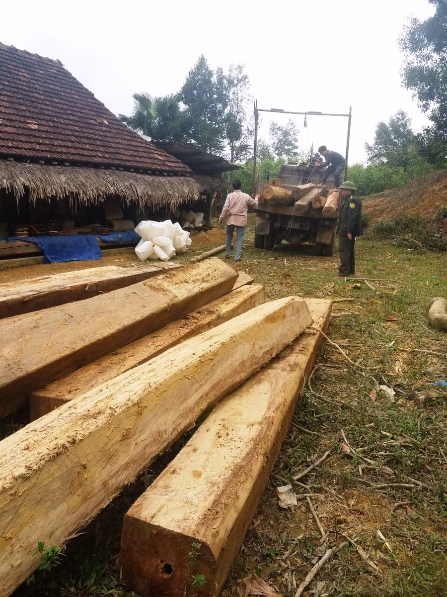 Số gỗ lậu bị bắt giữ.