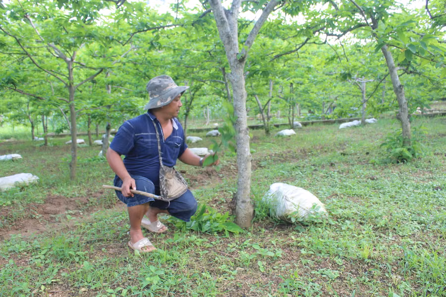 Cây Na là một trong những cây trồng chủ lực giúp bà con xã La Hiên từng bước thoát nghèo vươn lên làm giàu trên mảnh đất quê hương. Cây Na là một trong những cây trồng chủ lực giúp bà con xã La Hiên từng bước thoát nghèo vươn lên làm giàu trên mảnh đất quê hương.