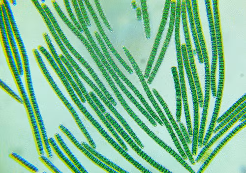 Vi tảo Spirulina là nguồn cung cấp protein thực vật dễ hấp thụ. Vi tảo Spirulina được gọi là Siêu thực phẩm của thế kỷ 21