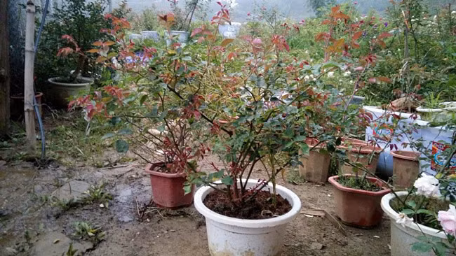 Những gốc hoa hồng cổ siêu đắt đỏ của đại gia Việt-16