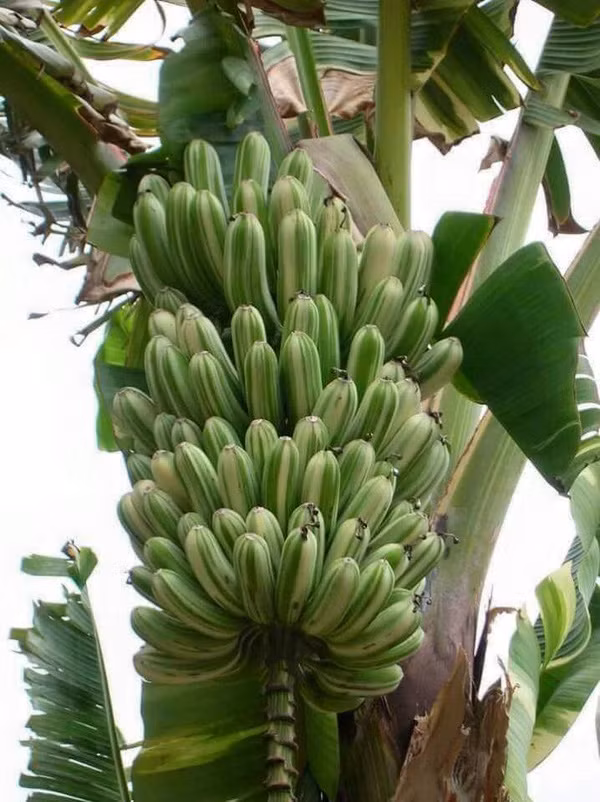 chuoi-khong-lo