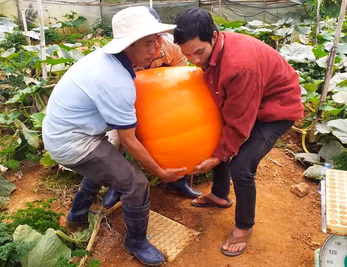 Ngắm bí ngô khổng lồ ở Đà Lạt sẵn sàng cho lễ Halloween - Ảnh 5.